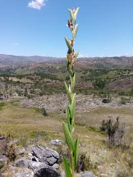 Imagem de Dioscorea hexagona Baker