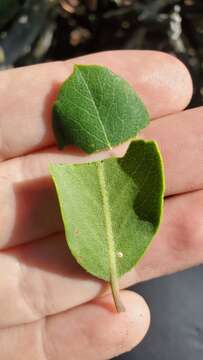 Image de Arctostaphylos crustacea subsp. rosei (Eastw.) V. T. Parker, M. C. Vasey & J. E. Keeley