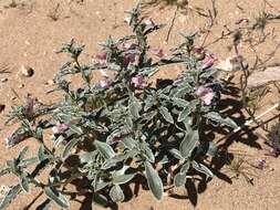 Image de Penstemon albomarginatus M. E. Jones