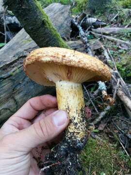 Image of Lactarius repraesentaneus Britzelm. 1885