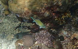 Image of Black-axil chromis