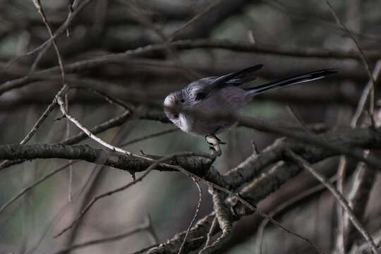 Aegithalos caudatus major (Radde 1884)的圖片