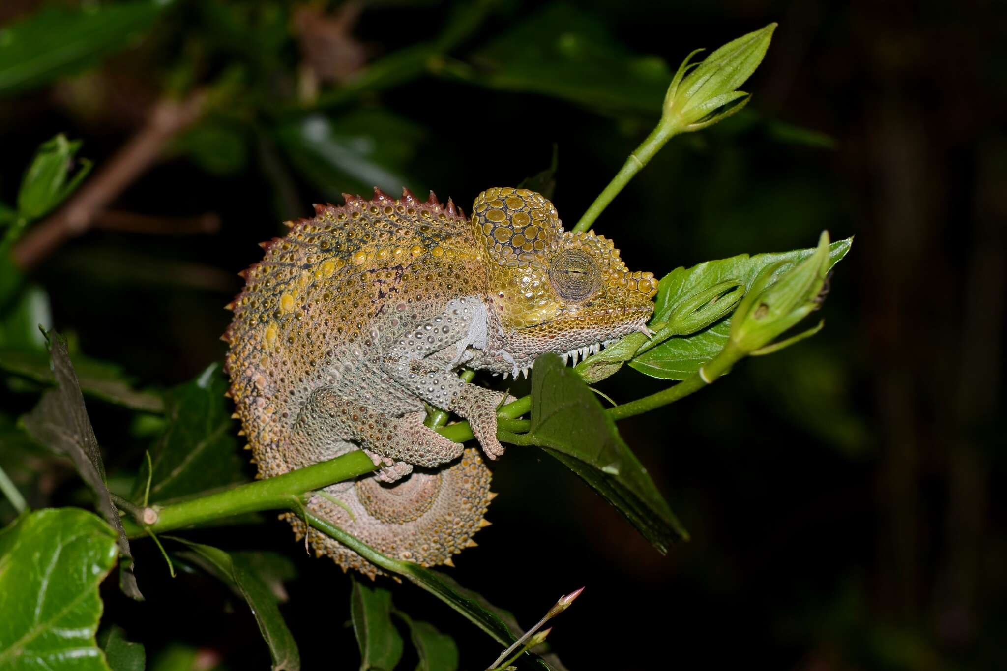 Image of High-casqued chameleon