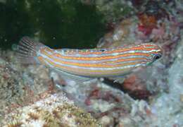 Image of Adorned wrasse