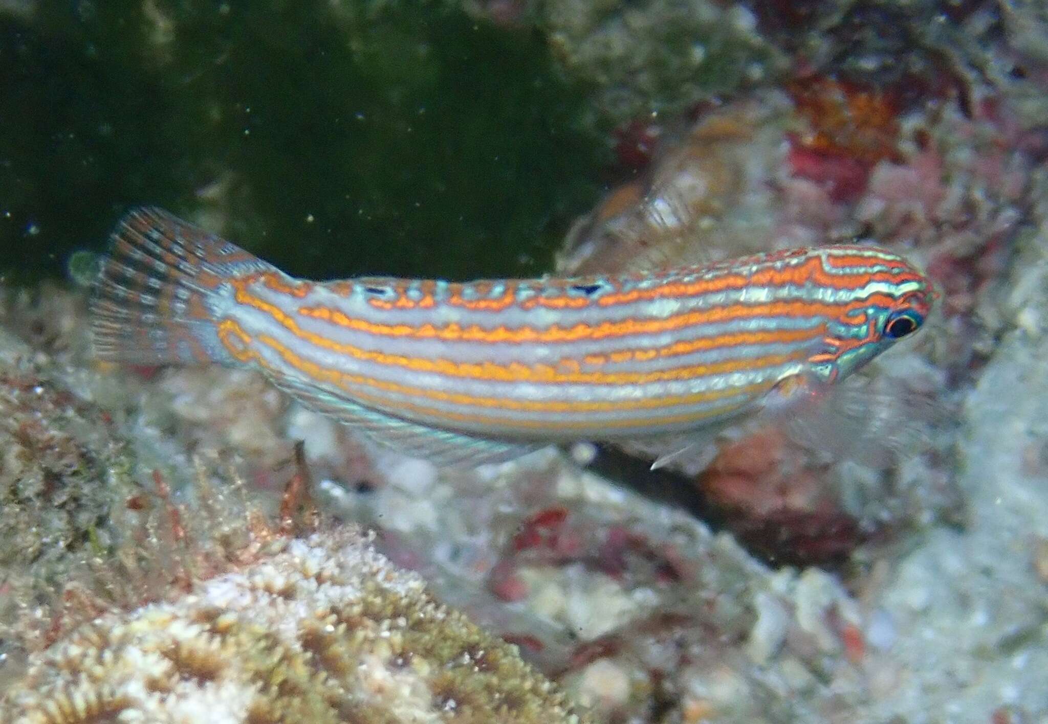 Image of Adorned wrasse