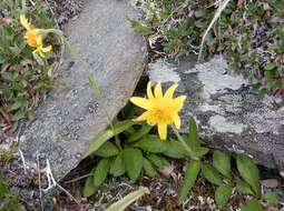 Image of Arnica griscomii Fern.