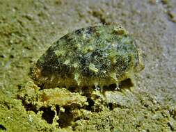 Image of mistaken cowrie