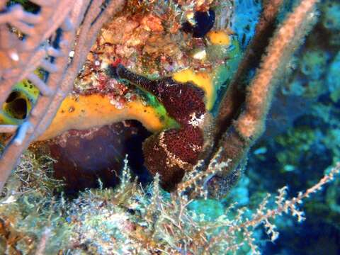 Image of Long-snout Seahorse