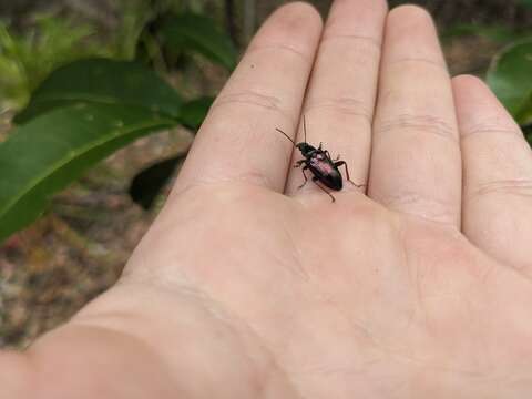 Image of Lepturidea