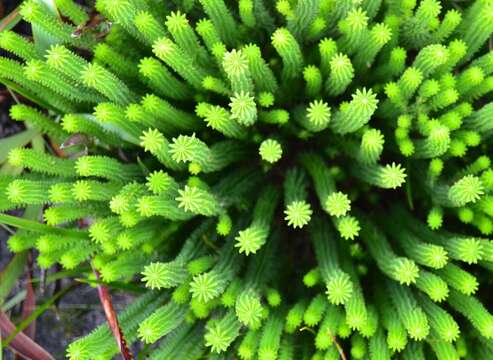 Image of Kogelbergia phylicoides (A. DC.) J. P Rourke