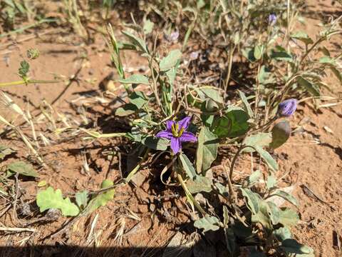 Image of Solanum esuriale Lindl.