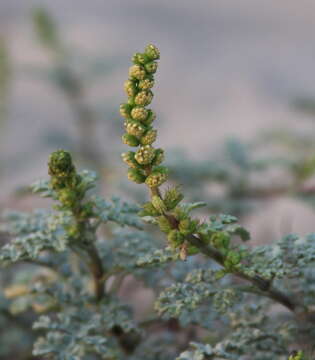 Image of silver bur ragweed