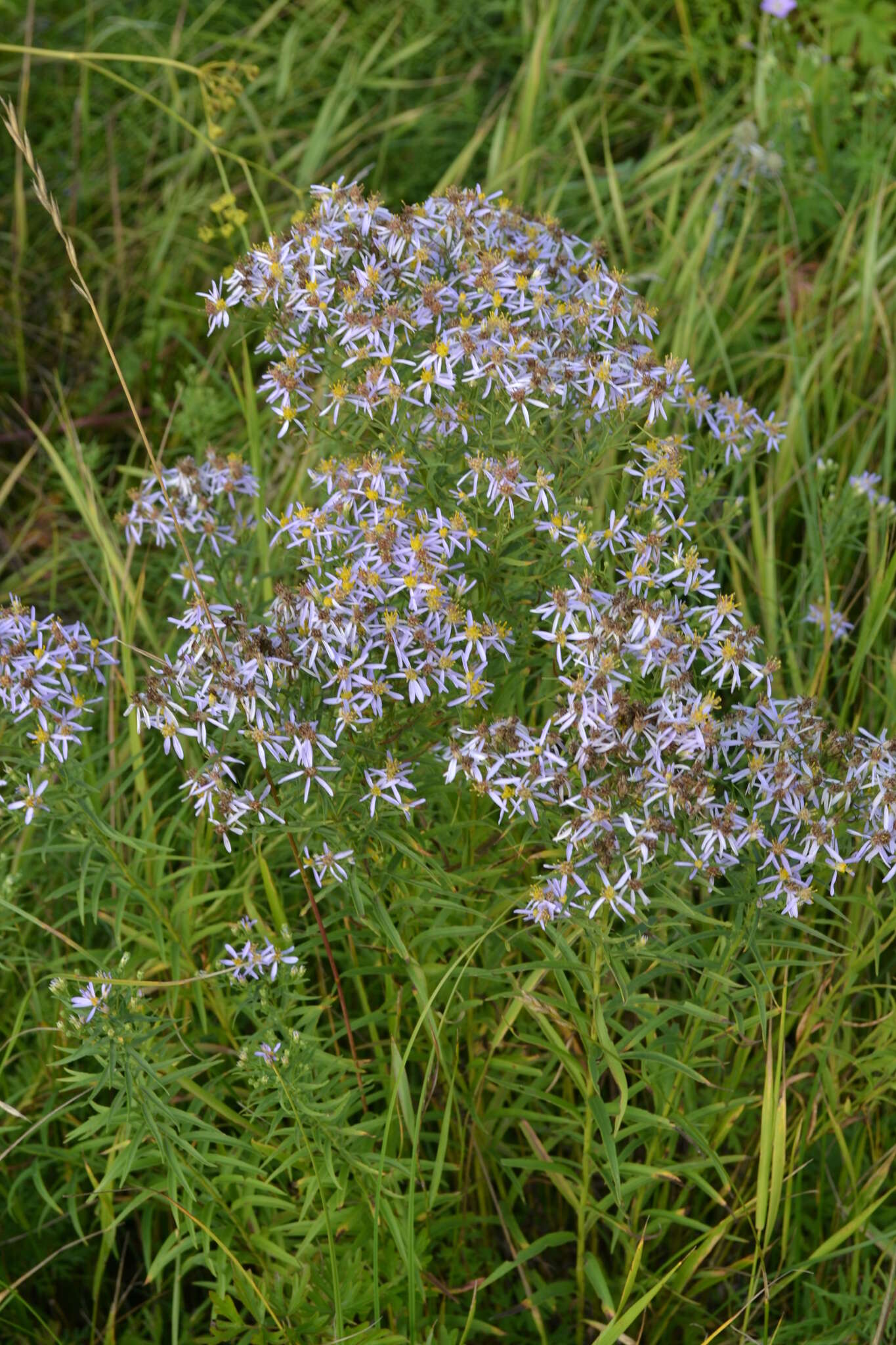 Image of Rhone Aster