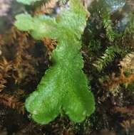 Image of Asterella africana (Mont.) Underw. ex A. Evans