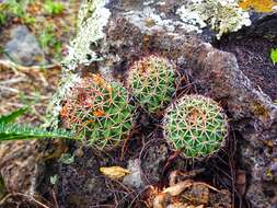 Imagem de Mammillaria polythele Mart.