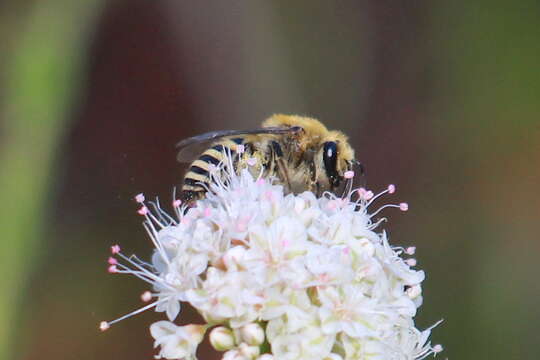 Image of Colletes slevini Cockerell 1925