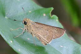 Image of Rice Swift