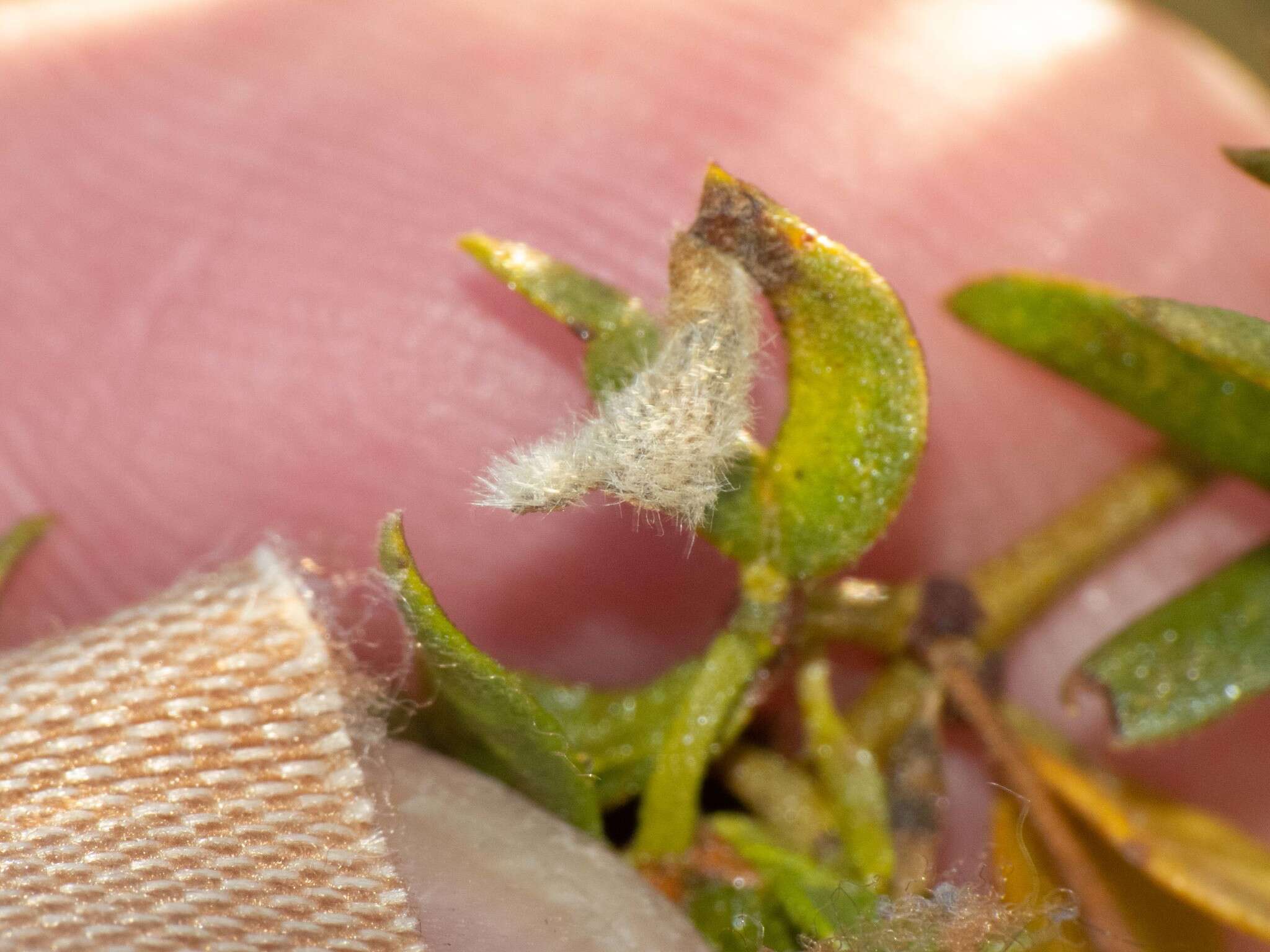 Image of Asphondylia pilosa Gagne 1990