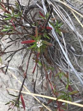 Image of beach knotweed