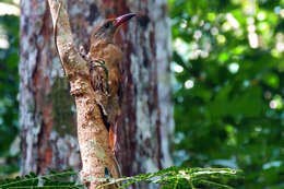 Image of Uniform Woodcreeper