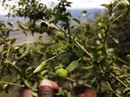 Imagem de Hibiscus meyeri subsp. transvaalensis (Exell) Exell