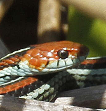 Image of San Francisco garter snake