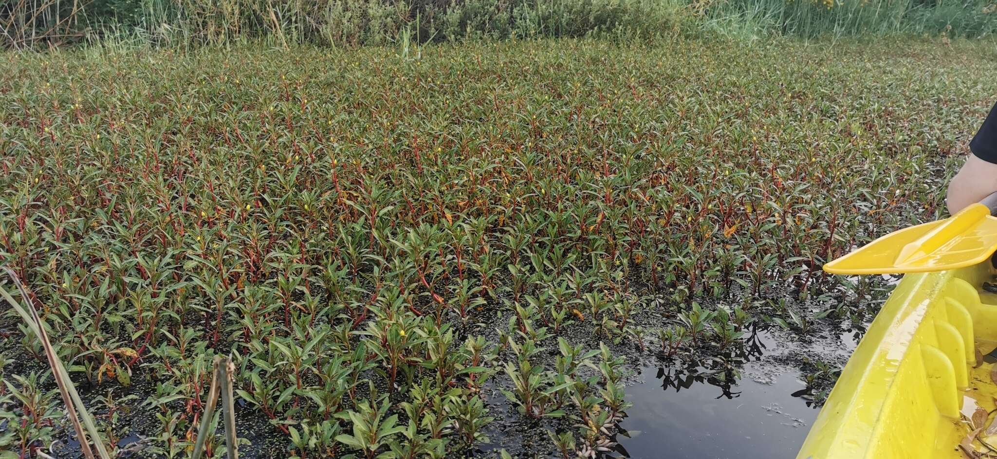 Image of Creeping ludwigia