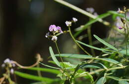 Glycine clandestina Wendl. resmi