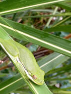 Image of American Green Treefrog