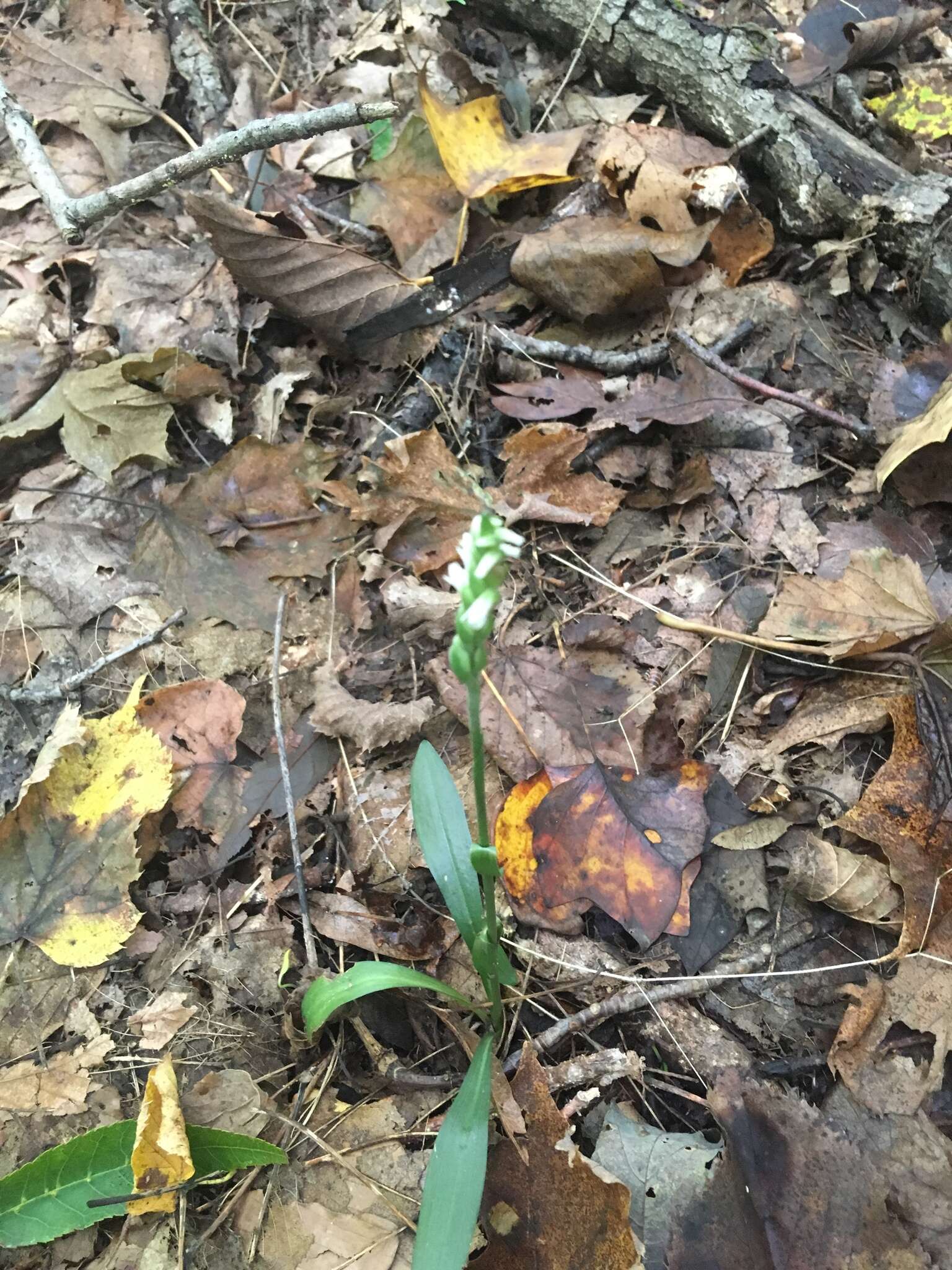 Image of October lady's tresses