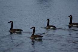 Image of Branta canadensis maxima Delacour 1951