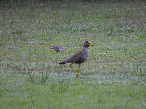 Image of African Wattled Lapwing