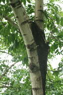 Image of Manchurian ash