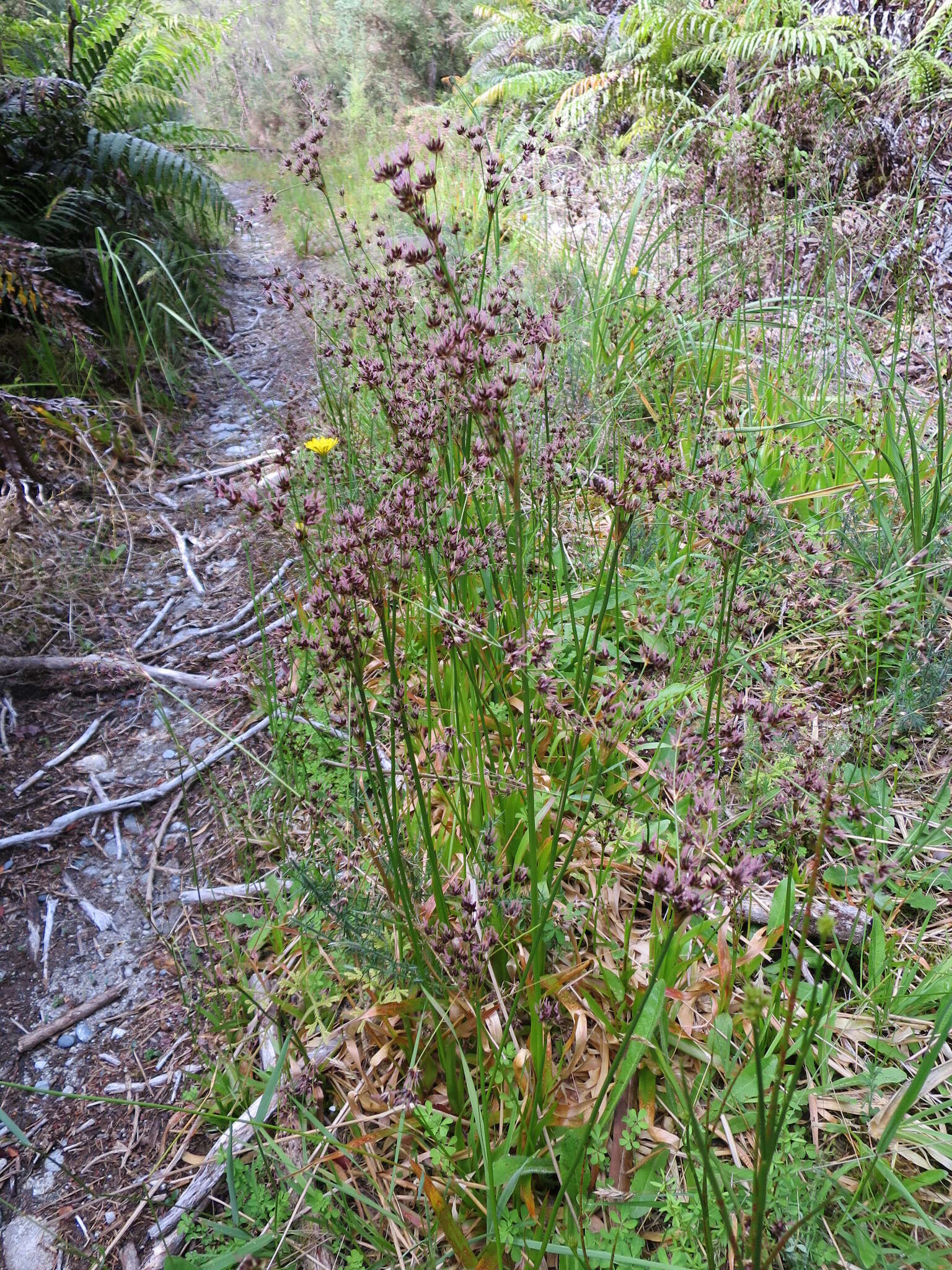 Image of Juncus lomatophyllus Spreng.