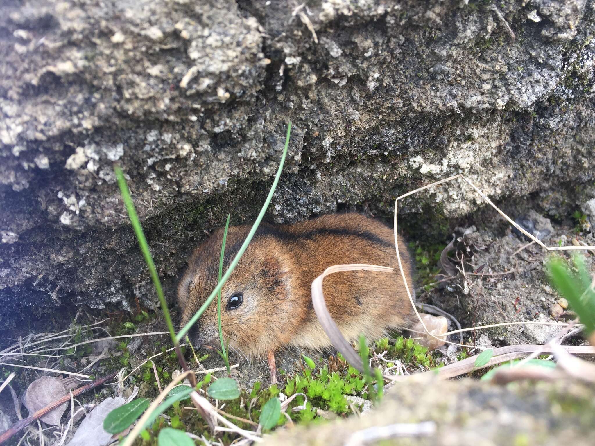 Image of Bering collared lemming