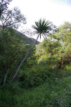 Image of Dracaena transvaalensis Baker