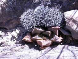 Image of Haworthia mirabilis (Haw.) Haw.