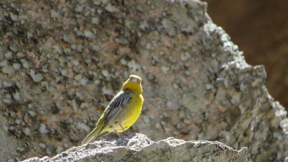 Image of Greater Yellow Finch