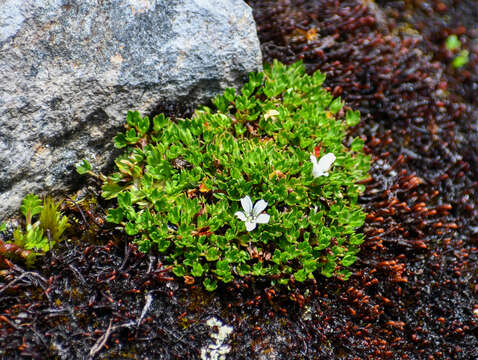 Image of Geranium sibbaldioides Benth.