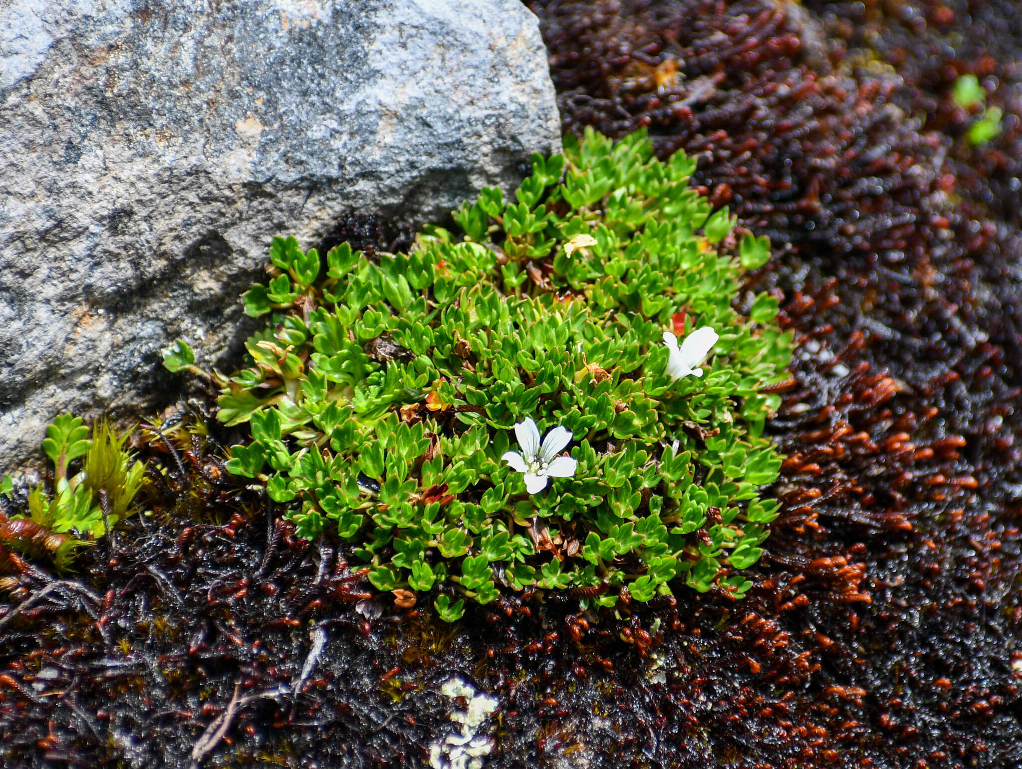 Image of Geranium sibbaldioides subsp. sibbaldioides Benth.