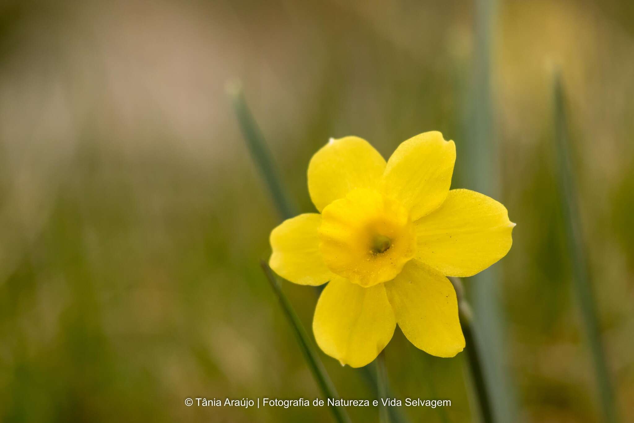 Image of Narcissus rupicola Dufour