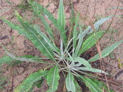 Imagem de Jurinea longifolia DC.