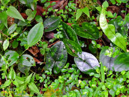 Image of Asarum taipingshanianum S. F. Huang, T. H. Hsieh & T. C. Huang