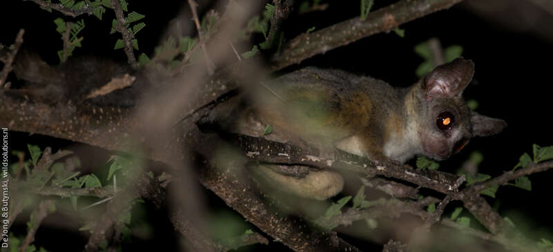 Image of Galago senegalensis braccatus Elliot 1907