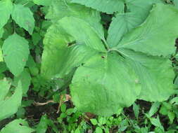 Image of Arisaema amurense Maxim.