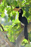 Image of Malabar Pied Hornbill