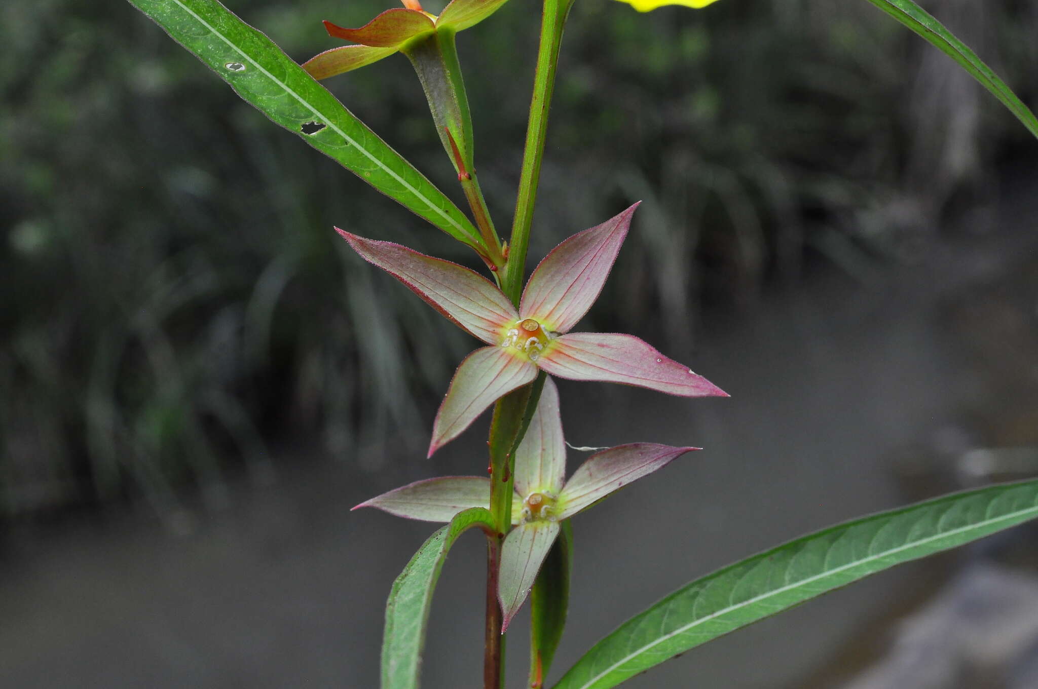 Image de Ludwigia longifolia (DC.) Hara