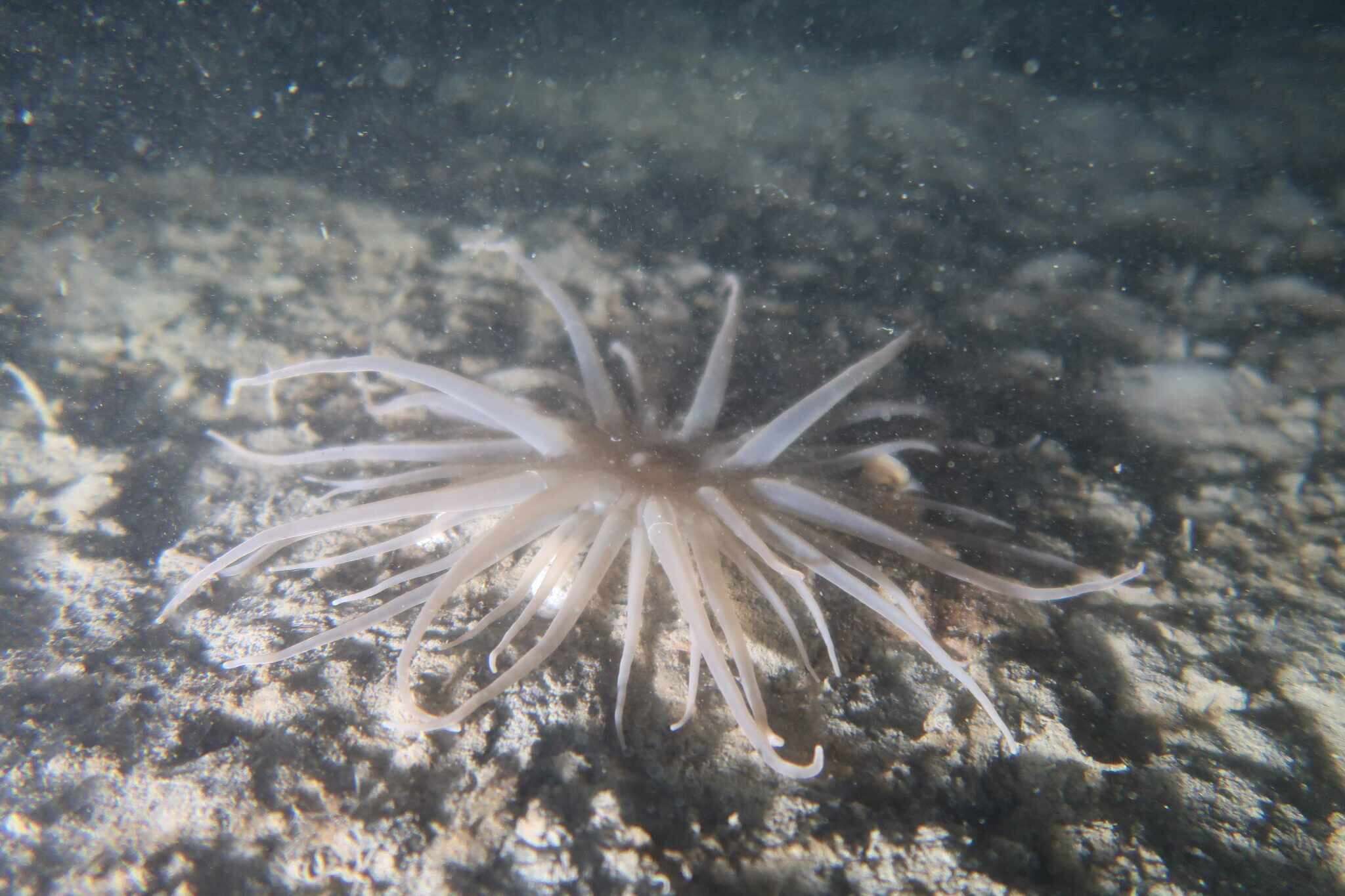 Image of burrowing anemone