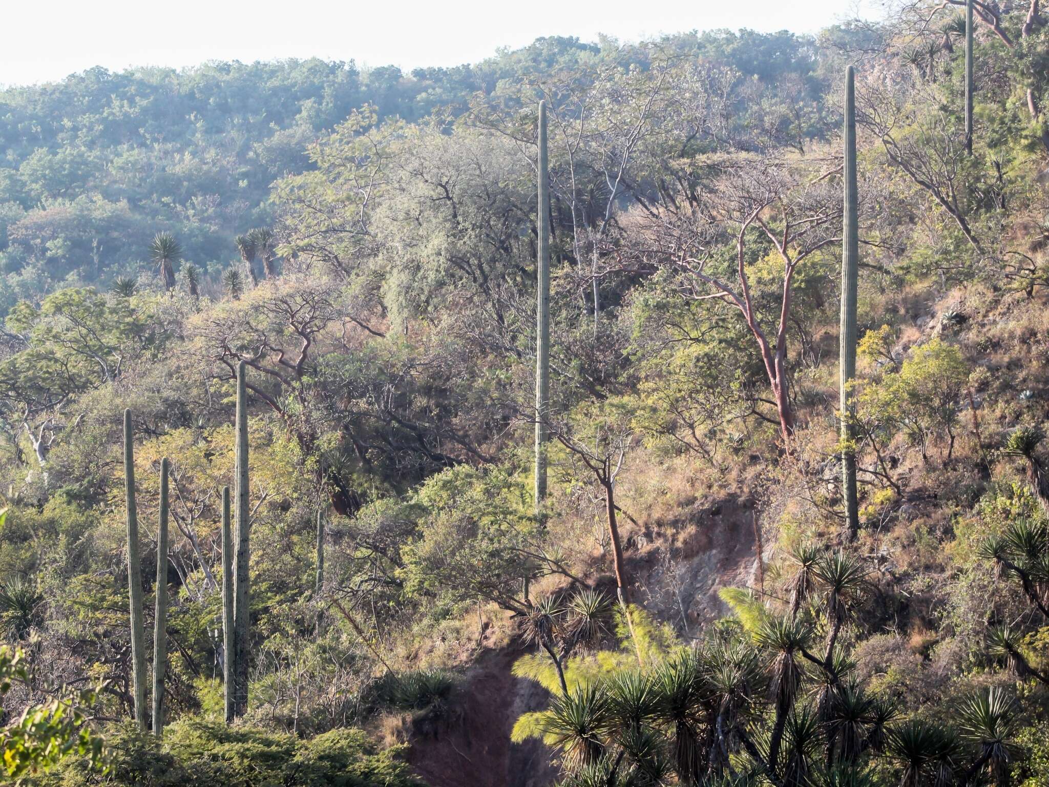 Image of Cephalocereus columna-trajani (Karw.) K. Schum.