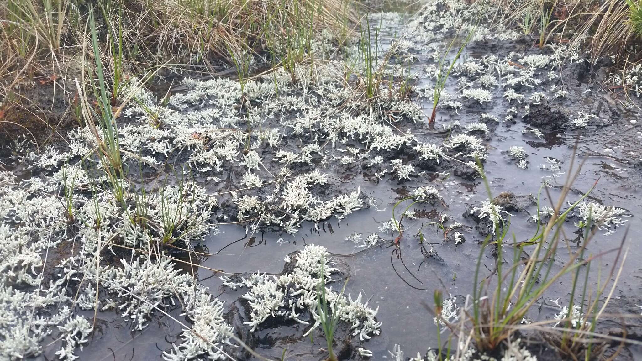Image of whitefingers lichen